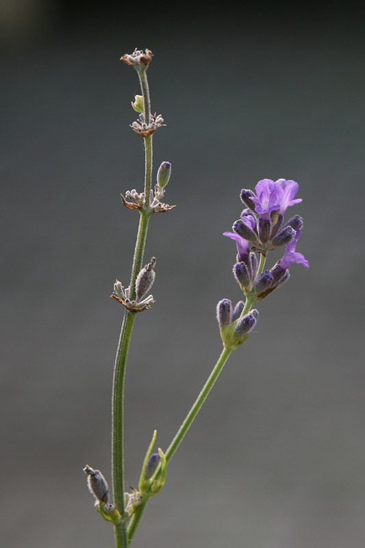 Lavandula angustifolia