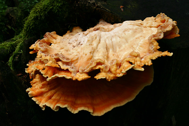 Laetiporus sulphureus
