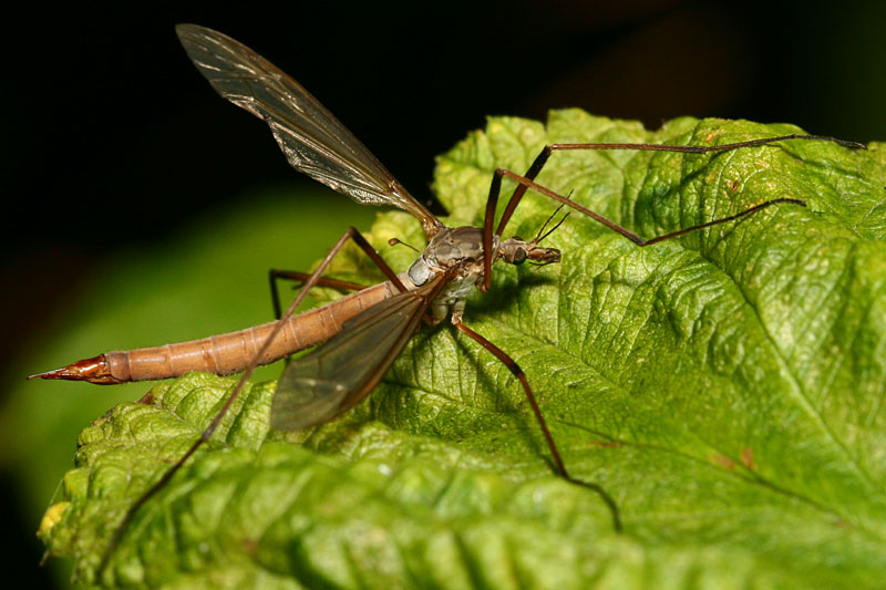 Tipulidae sp.