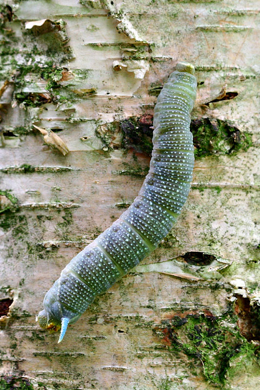 Smerinthus ocellata