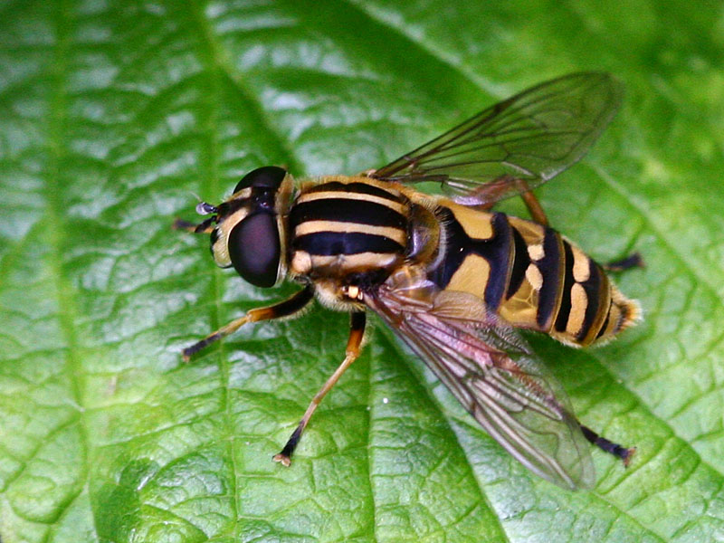 Helophilus pendulus