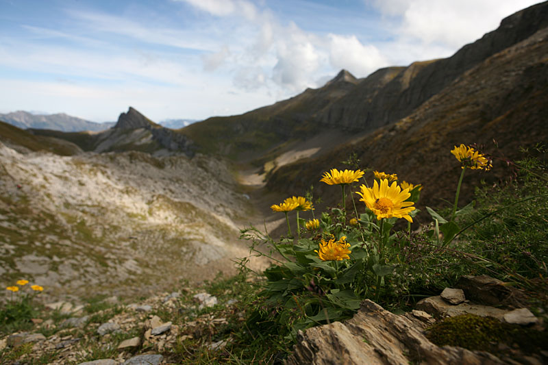 Doronicum grandiflorum