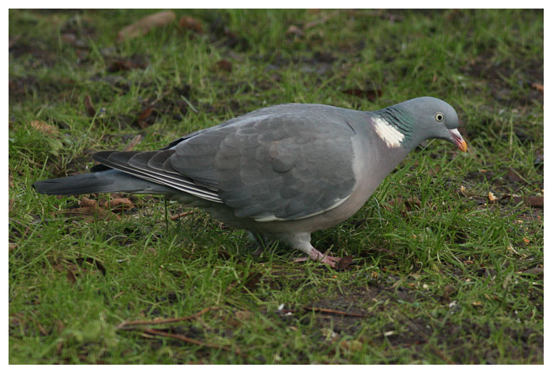Wood Pigeon