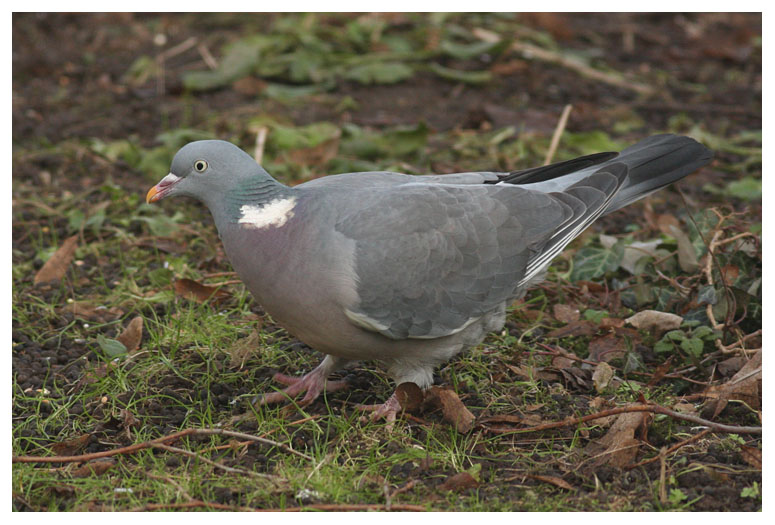 Wood Pigeon