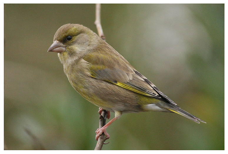 Greenfinch