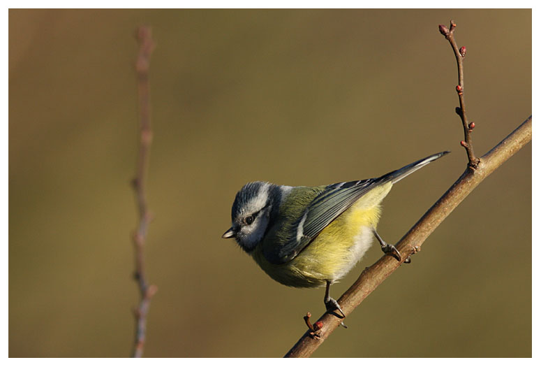 Blue Tit