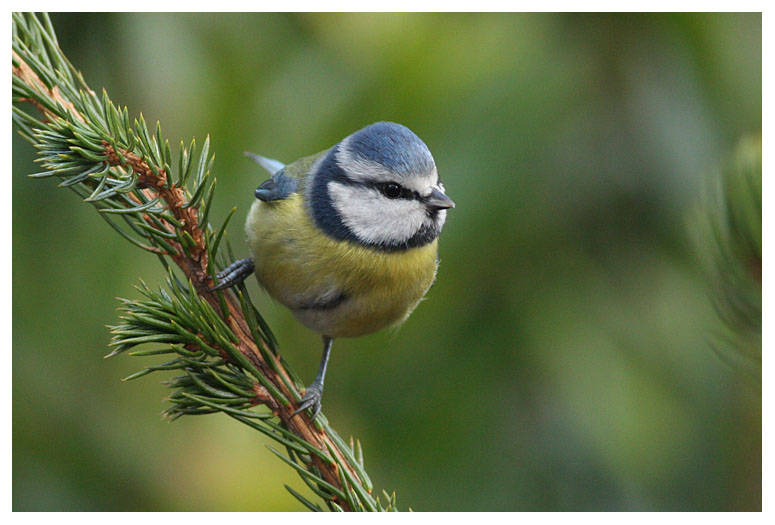 Blue Tit