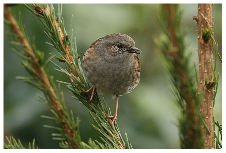 Hedge Sparrow