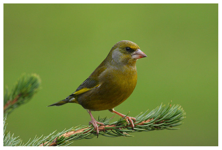 Greenfinch (male)