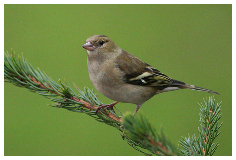 Chaffinch