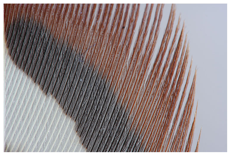 Feather