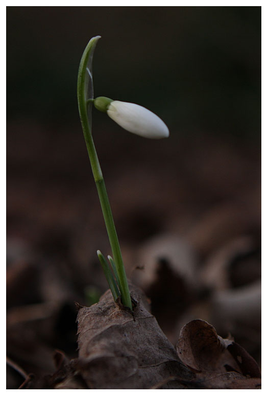 Galanthus nivalis