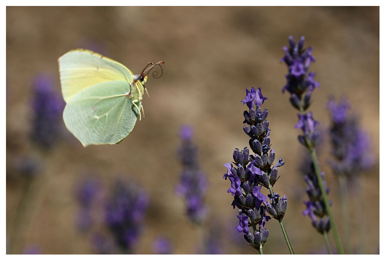 Gonepteryx cleopatra