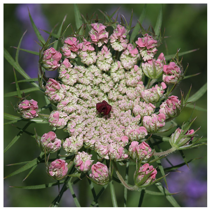 Daucus carota