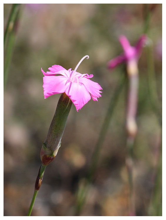 Dianthus gratianopolitanus