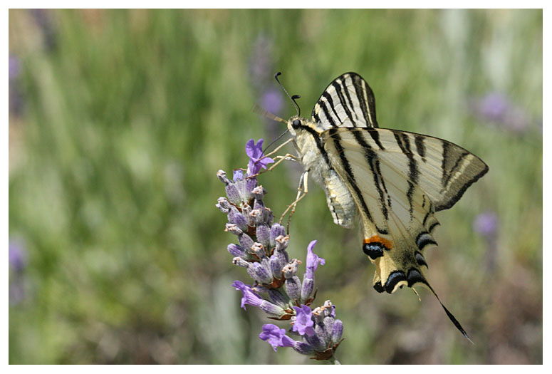 Iphiclides podalirius