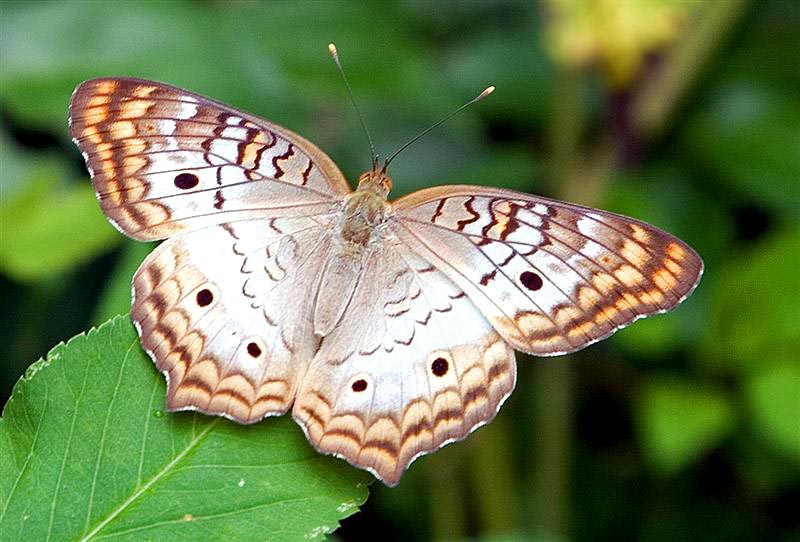 Butterfly, Florida