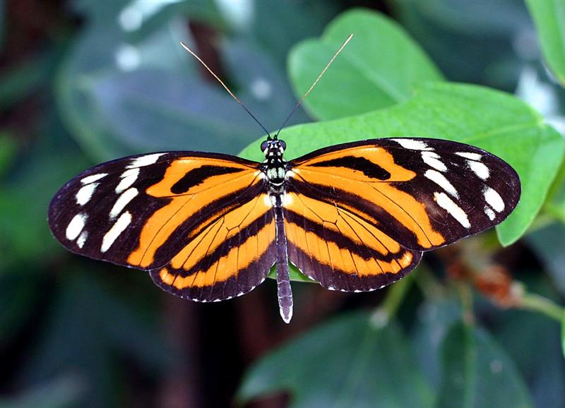 Butterfly, Florida