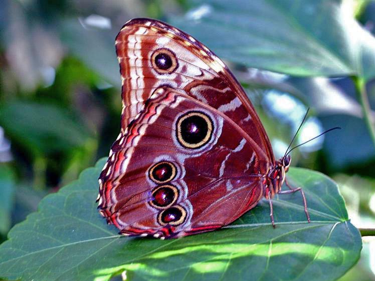 Butterfly, Florida