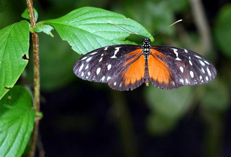 Butterfly, Florida