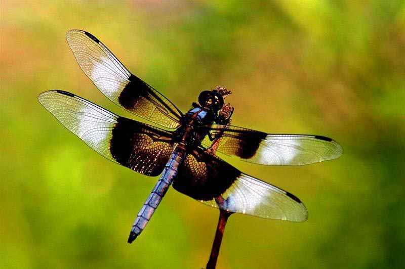 Dragonfly, Texas