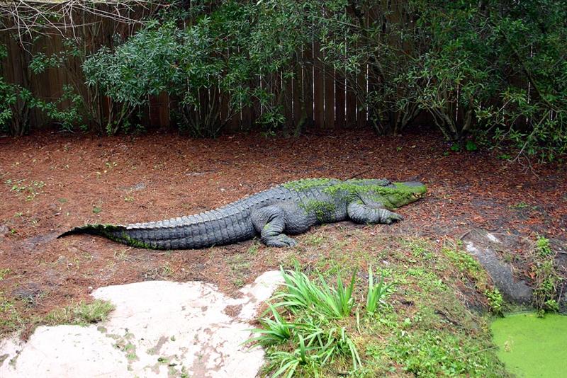Alligator, Florida