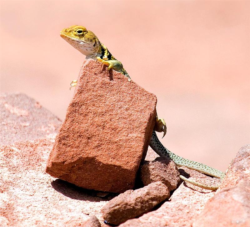 Collared Lizard, Utah