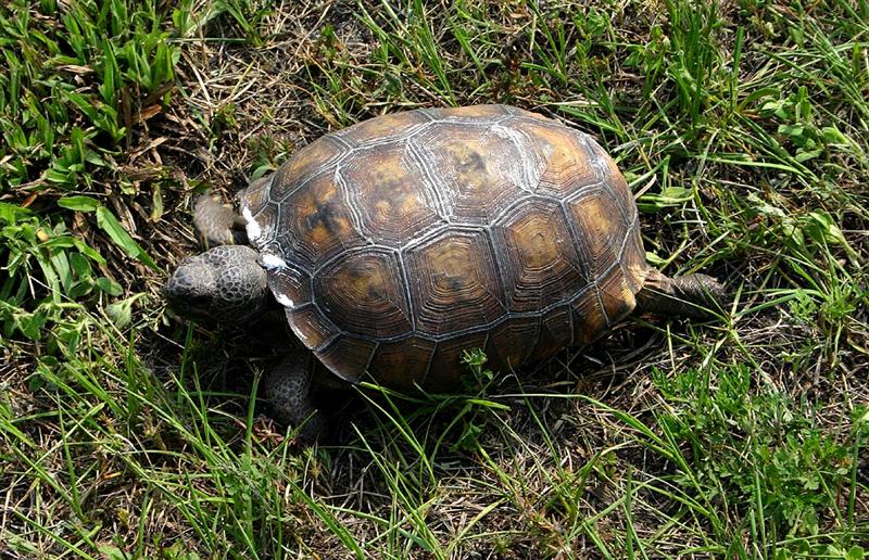 Gopher Tortoise, Florida