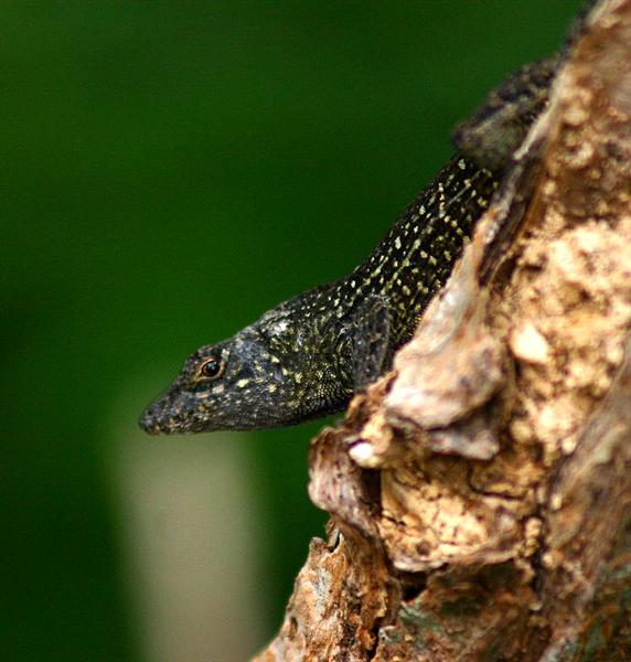 Lizard, Florida