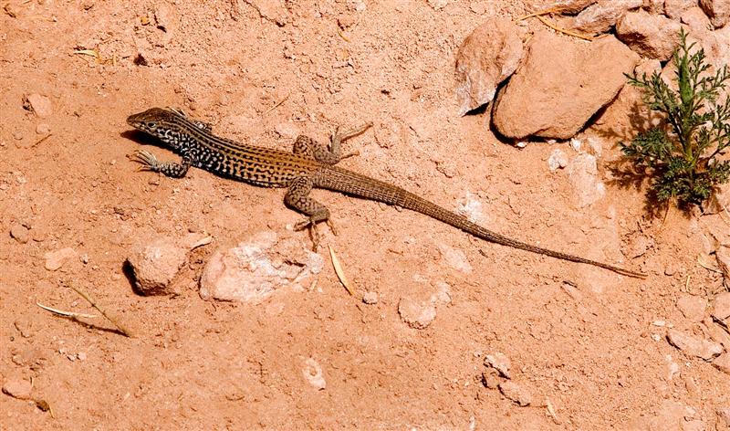Lizard, Utah