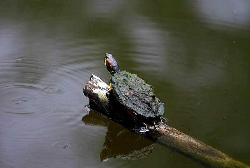 Red-eared Slider, Florida