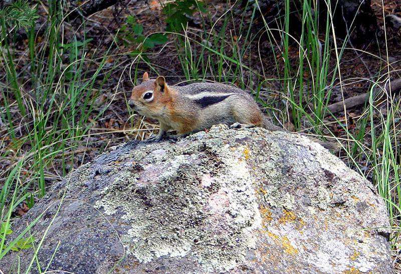Golden Mantled Ground Squirrel, Colorado