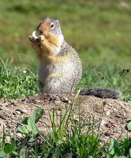 Ground Squirrel, Montana