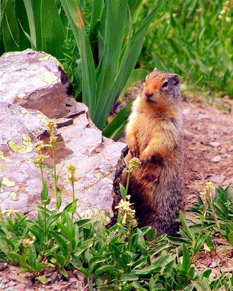 Ground Squirrel, Montana