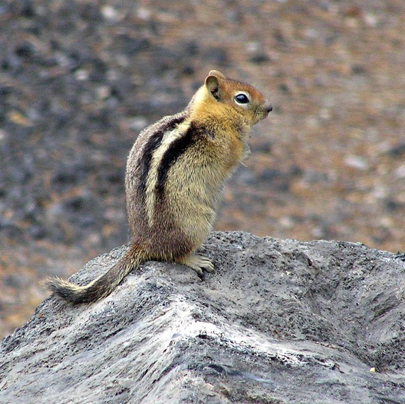 Golden Mantled Ground Squirrel, Oregon