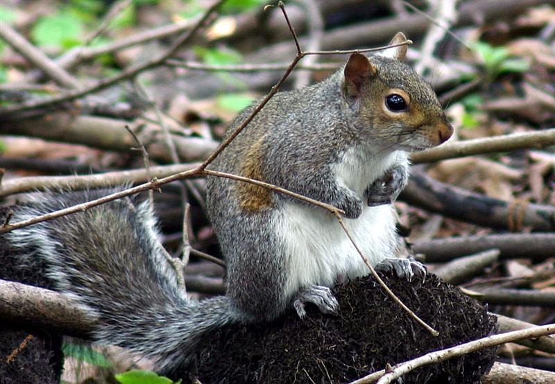 Gray Squirrel, Florida