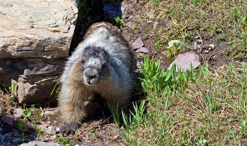Yellow-bellied Marmot, Montana