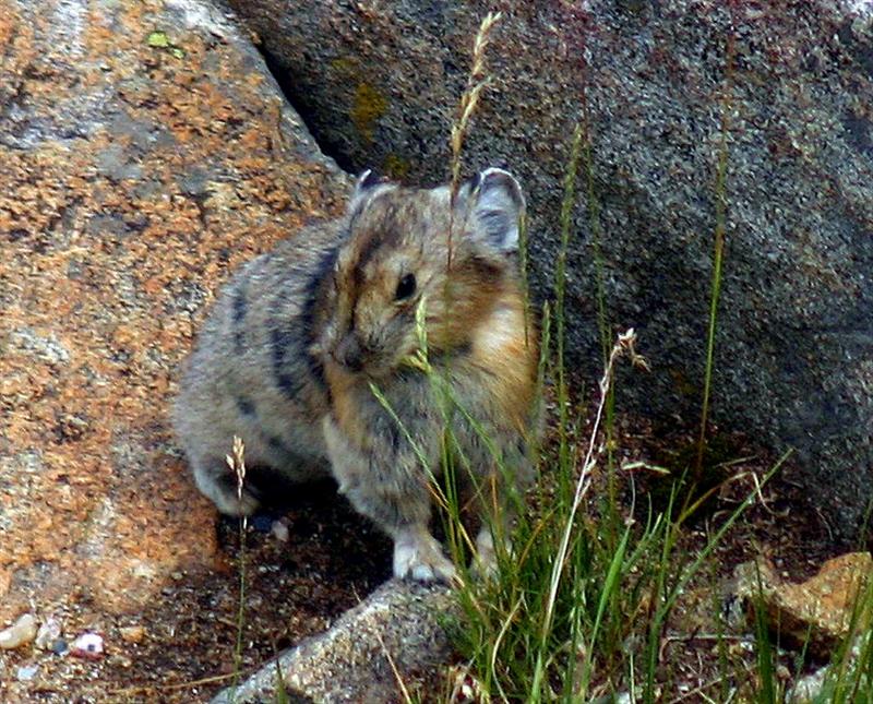 Pika, Colorado