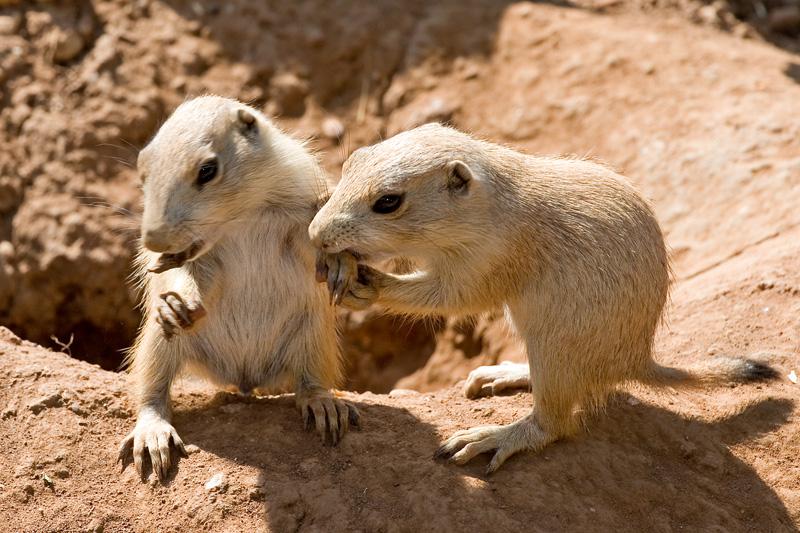 Prairie Dogs, Colorado