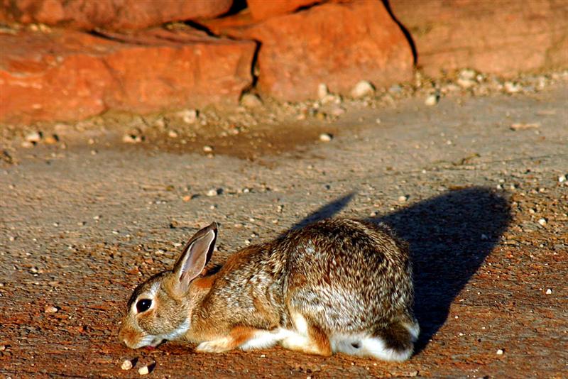 Rabbit, Texas