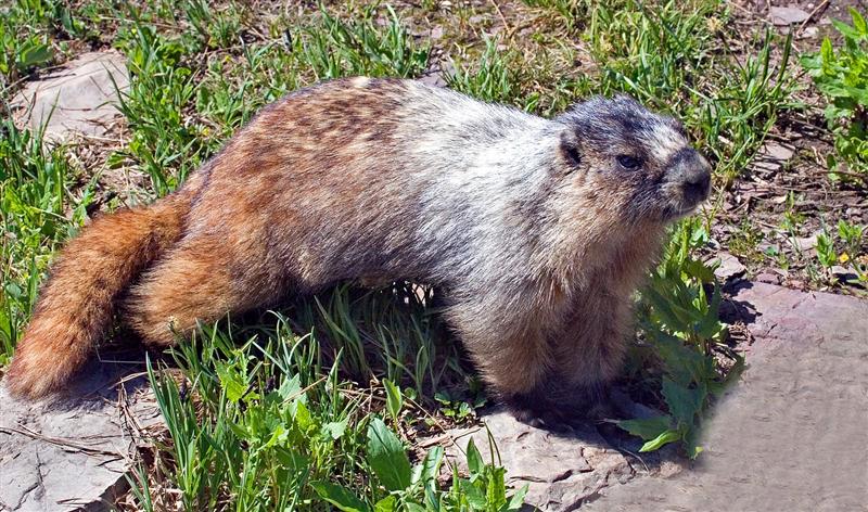 Yellow-bellied Marmot, Montana