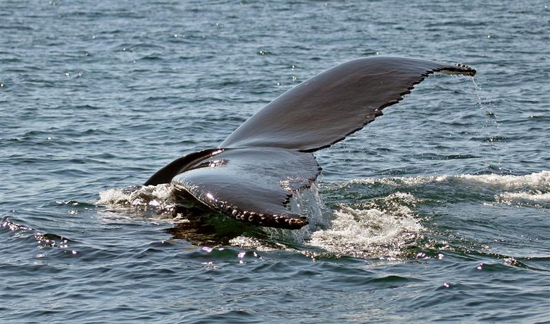 Humpback Whale, Nova Scotia
