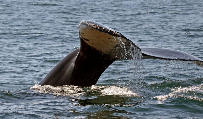 Humpback Whale, Nova Scotia
