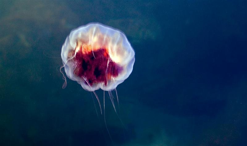 Jellyfish, Newfoundland