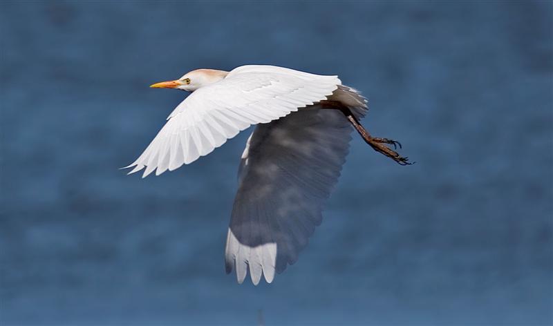 Cattle Egret, Florida