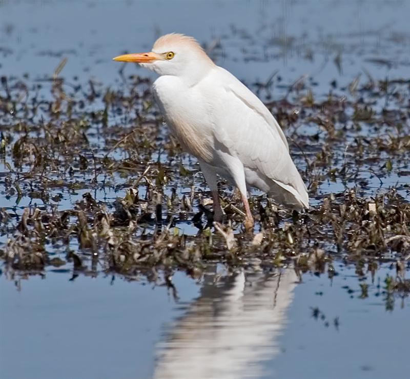 Cattle Egret, Florida