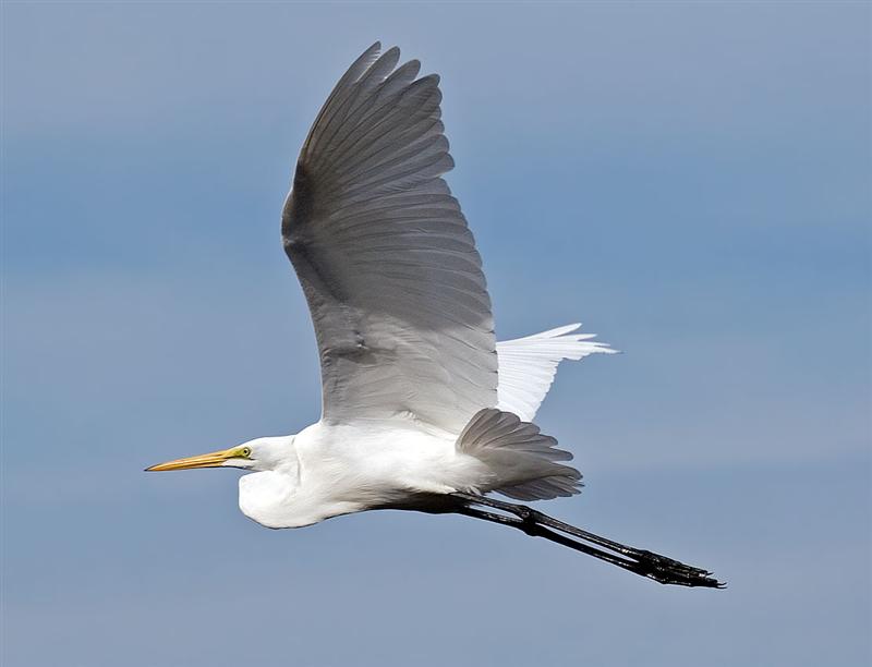 Great Egret, Florida