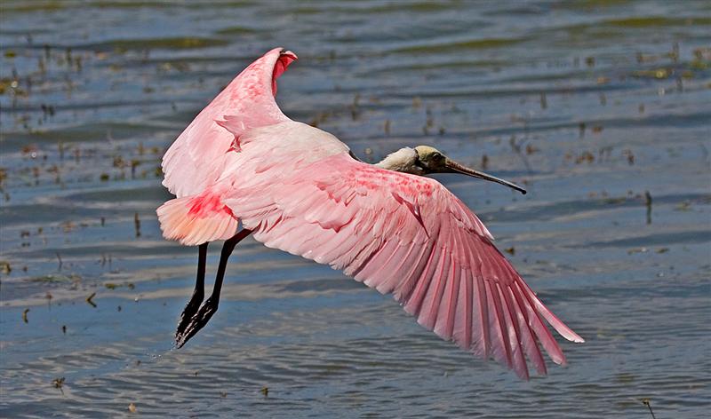 Roseate Spoonbill, Florida