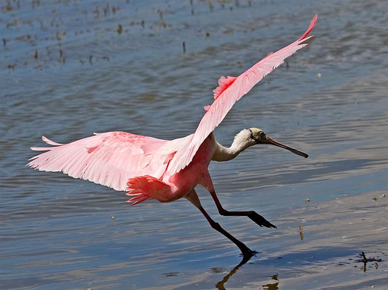Roseate Spoonbill, Florida