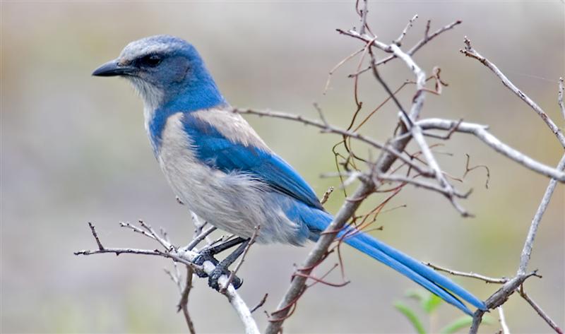 Scrub Jay, Florida